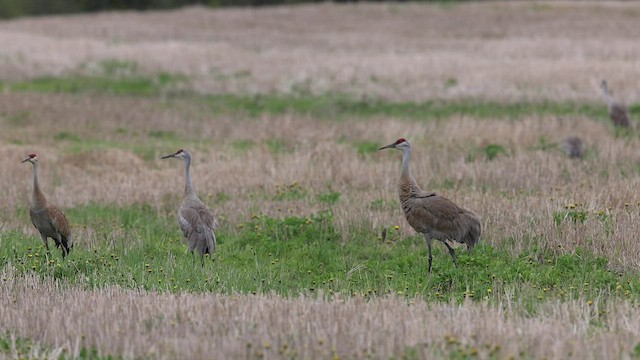 Sandhill Crane - ML458587531