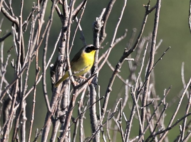 Common Yellowthroat - ML458588501