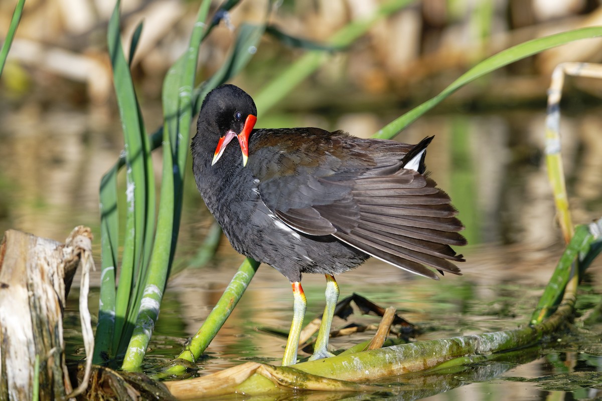 Common Gallinule - ML458588831