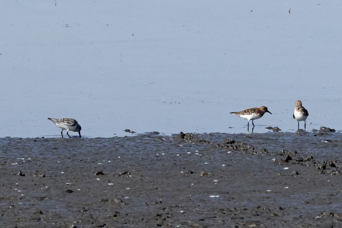 Sanderling - Rennie Selkirk