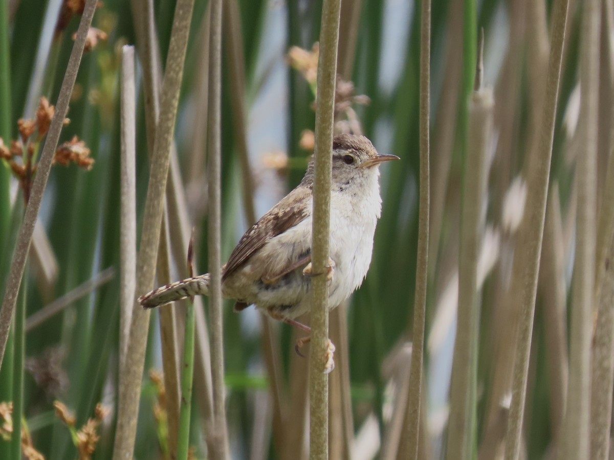 Marsh Wren - ML458590201