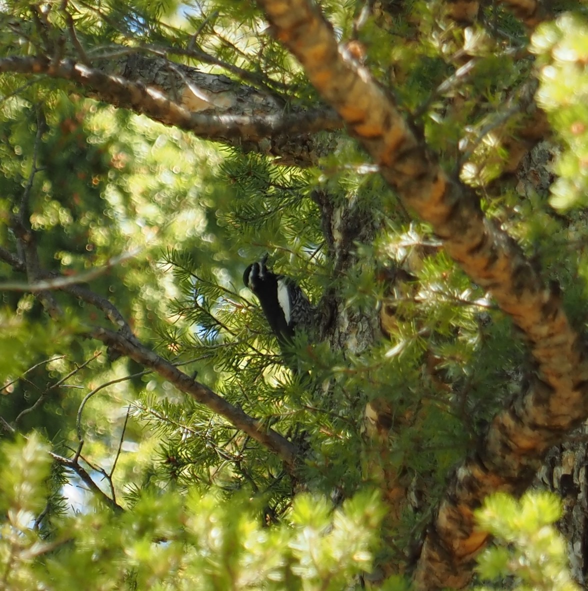 Williamson's Sapsucker - ML458590231