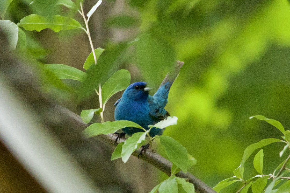 Indigo Bunting - ML458590421