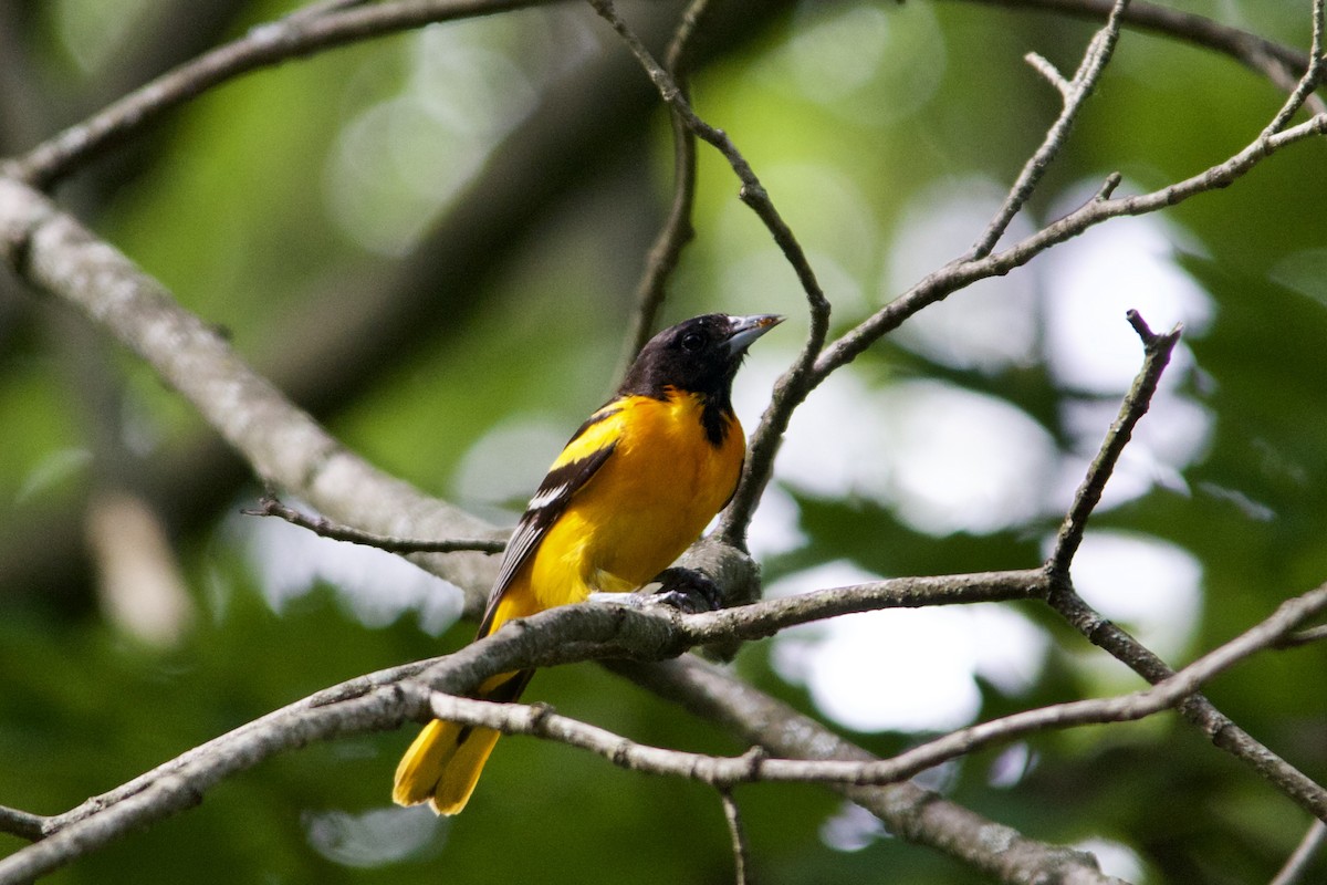 Baltimore Oriole - ML458590441