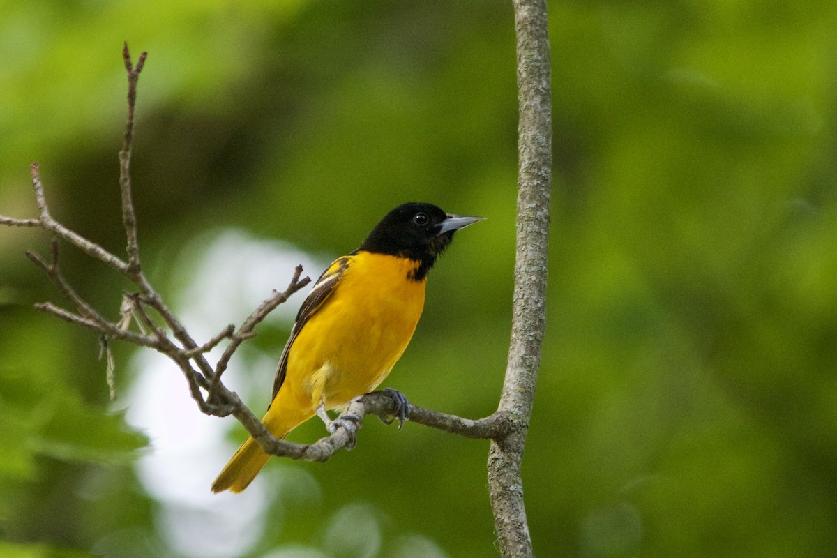 Baltimore Oriole - ML458590451