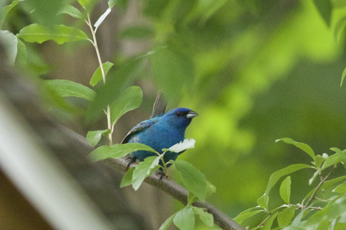 Indigo Bunting - ML458590521