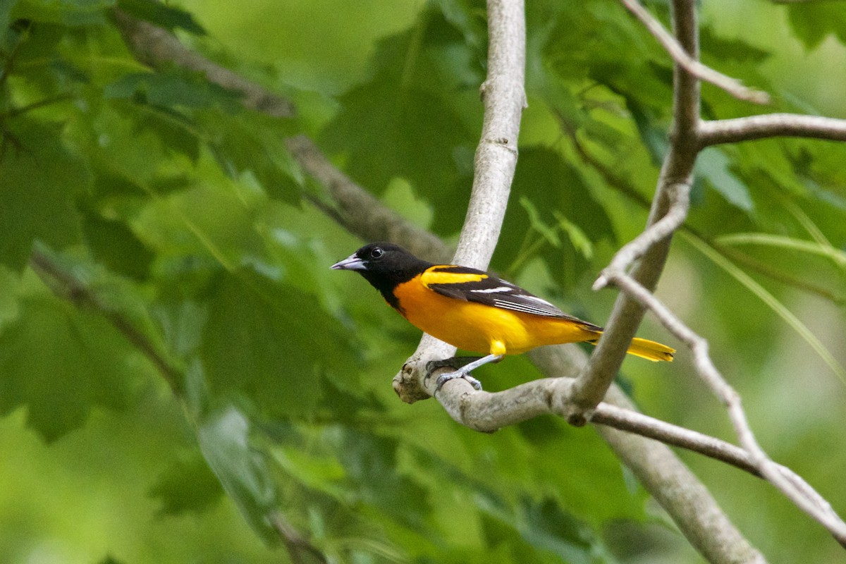 Baltimore Oriole - ML458590541