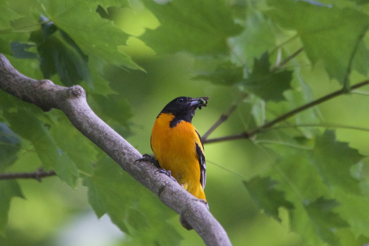 Baltimore Oriole - ML458590551
