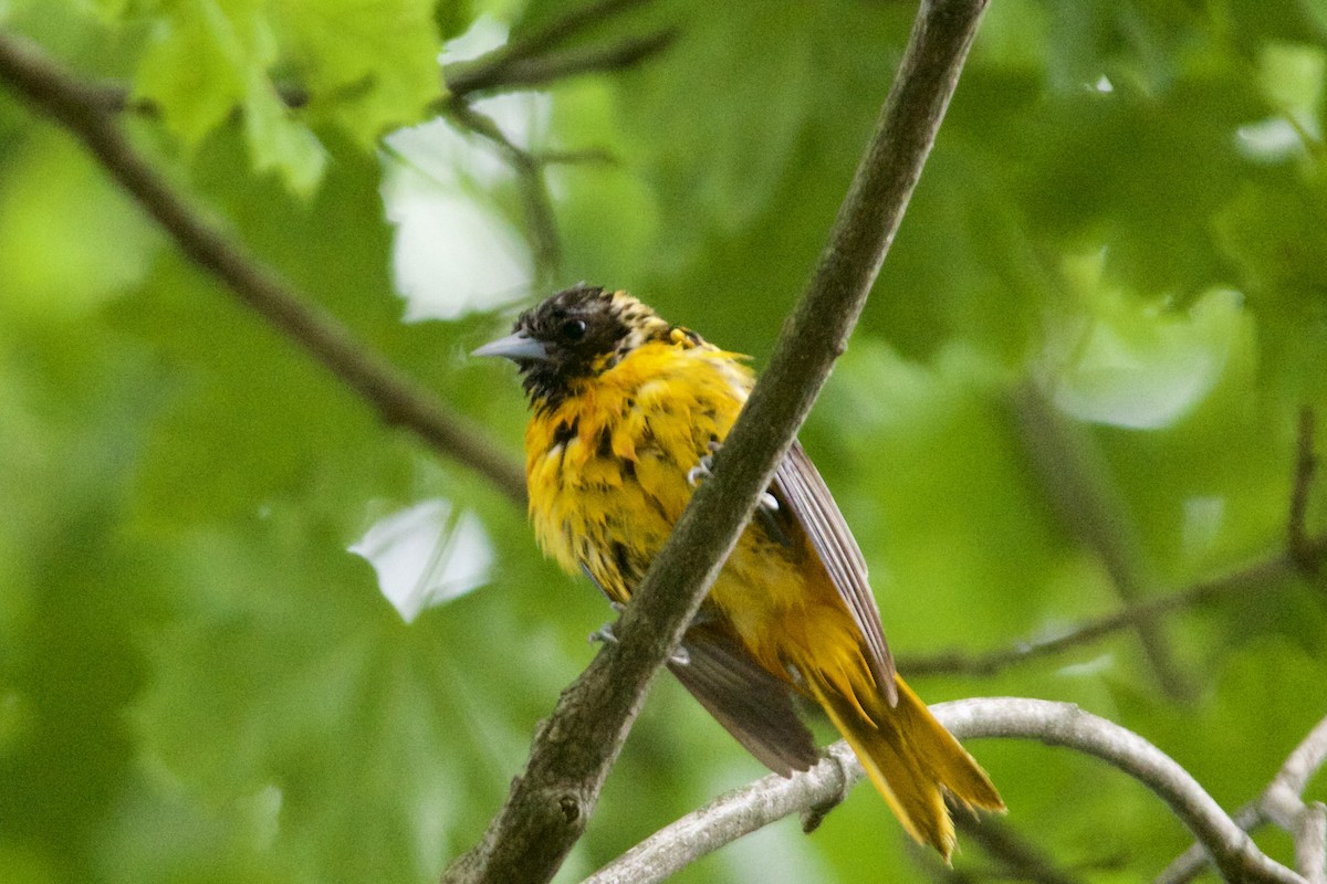 Baltimore Oriole - ML458590581