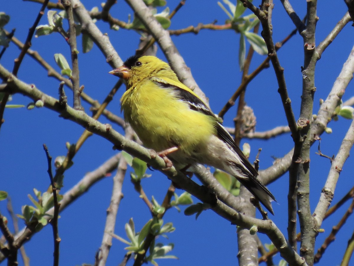 American Goldfinch - ML458590621