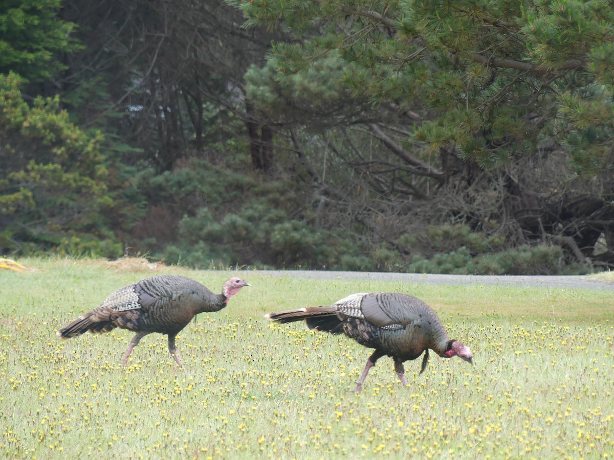 Wild Turkey - Kathryn Stambaugh