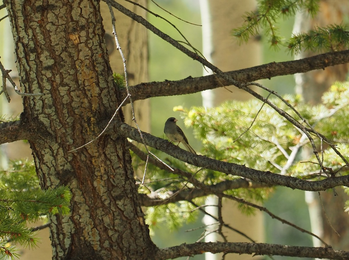 Junco ardoisé - ML458592111