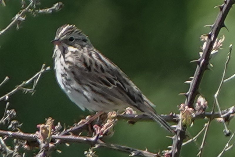 Savannah Sparrow - ML458592251