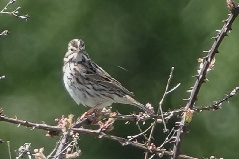 Savannah Sparrow - ML458592271