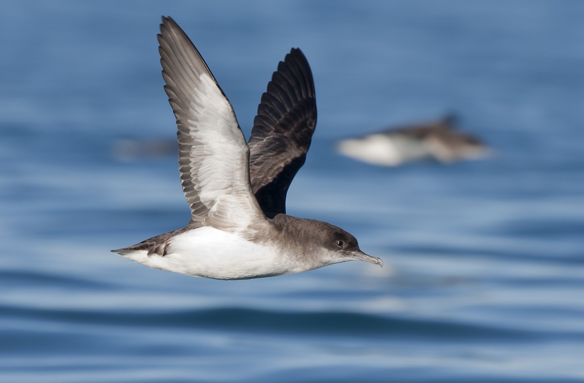 Fluttering Shearwater - Rob Martin