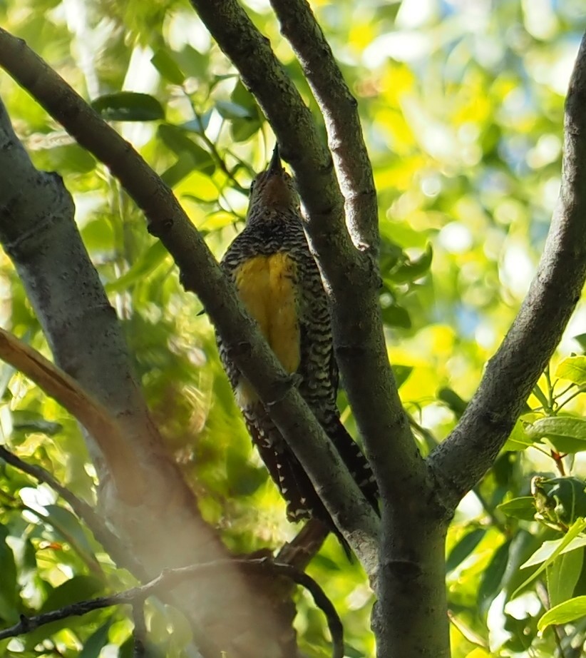 Williamson's Sapsucker - ML458594391