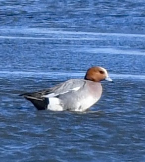 Eurasian Wigeon - ML458594931