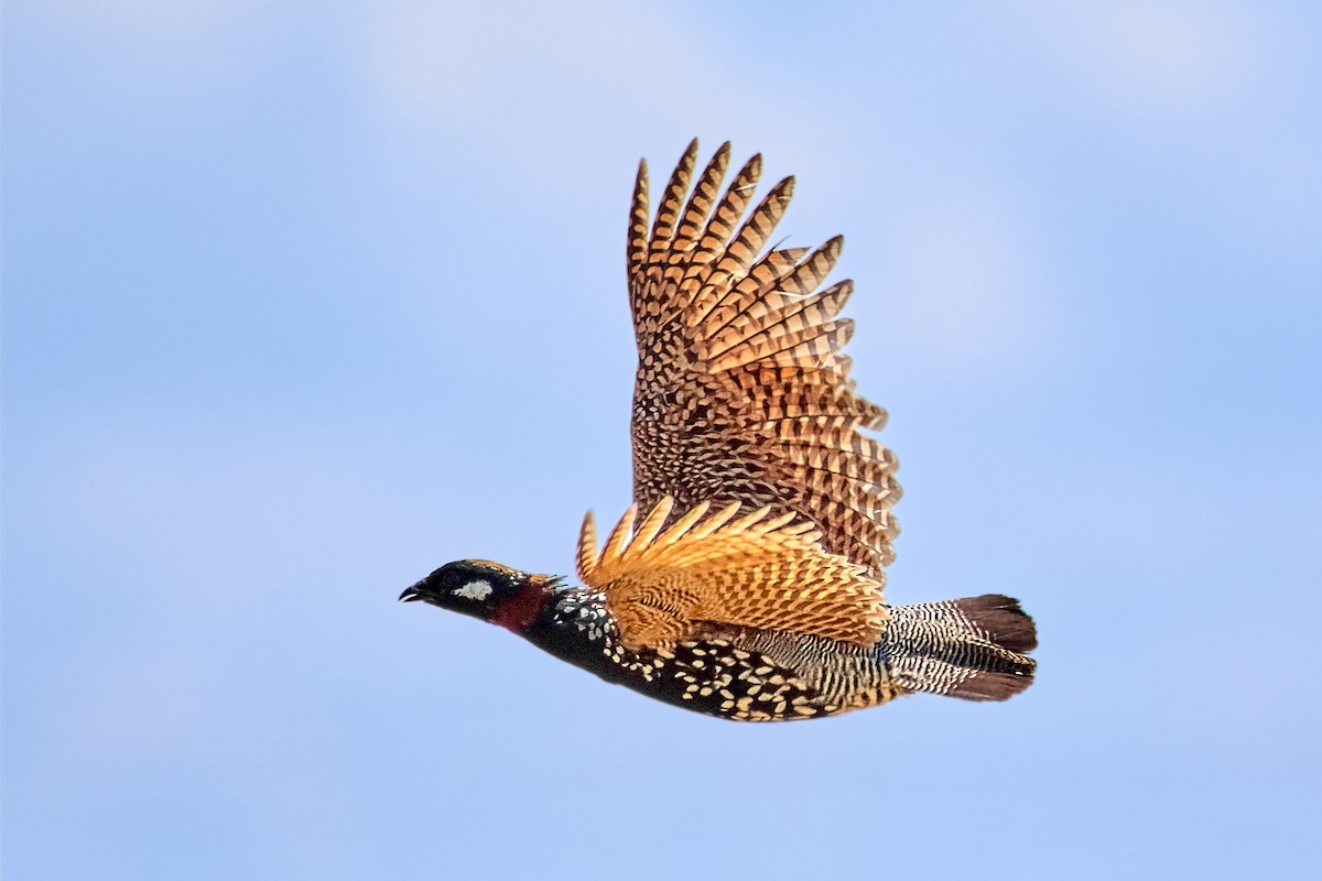 Black Francolin - ML458596231