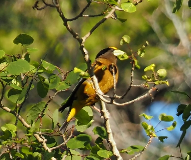 Evening Grosbeak - Danielle Jernigan