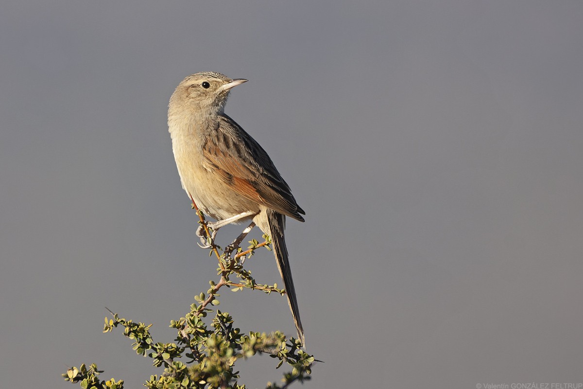 Streak-backed Canastero (Puna) - Valentín González Feltrup