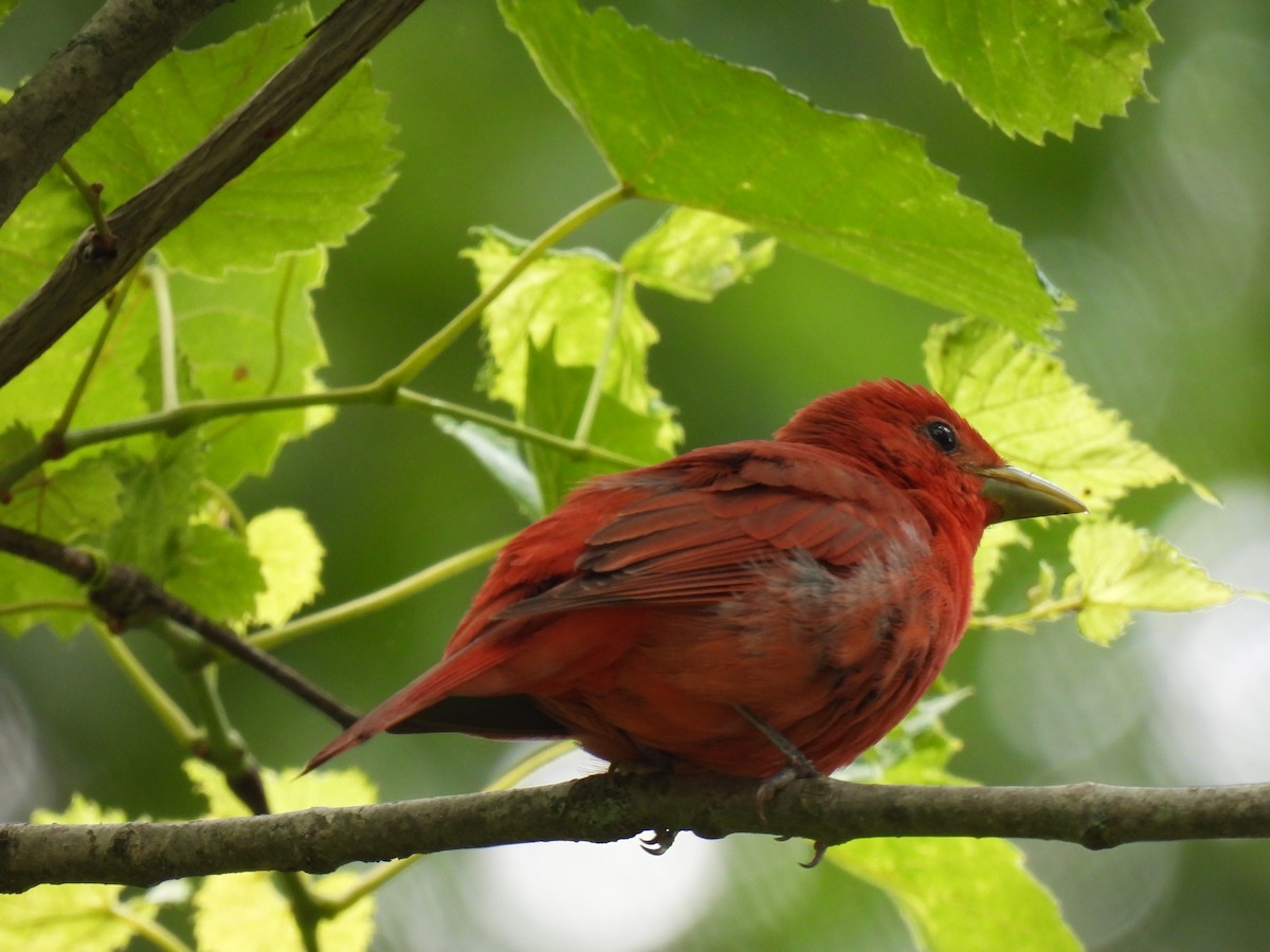 Summer Tanager - ML458597381