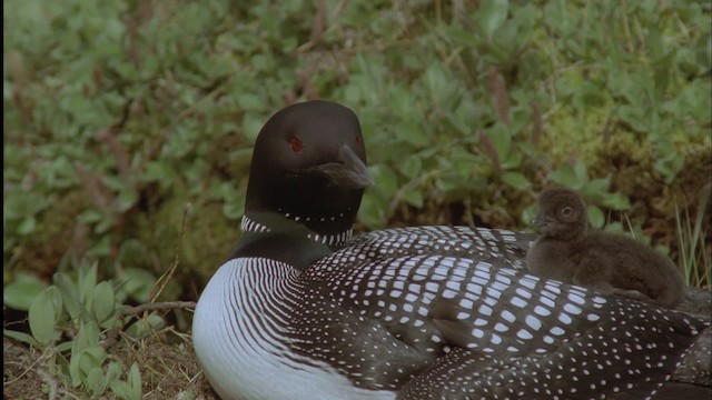 Common Loon - ML458599