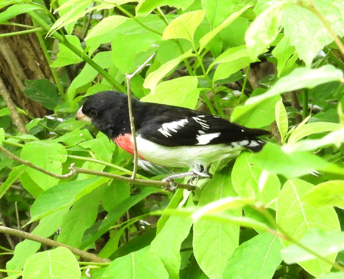 Rose-breasted Grosbeak - ML458599231