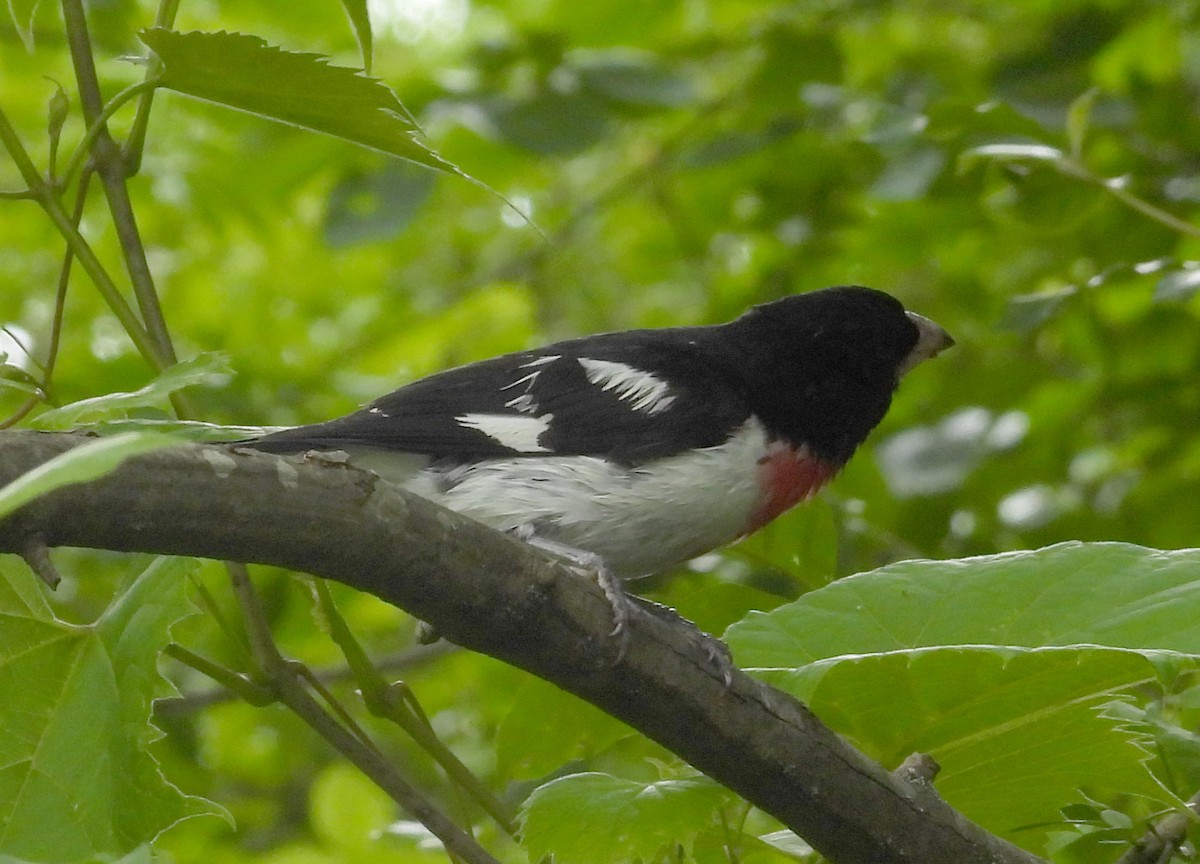 Rose-breasted Grosbeak - ML458599251