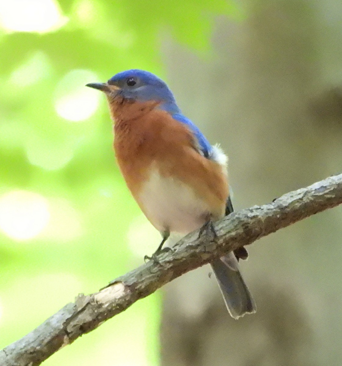 Eastern Bluebird - ML458599341