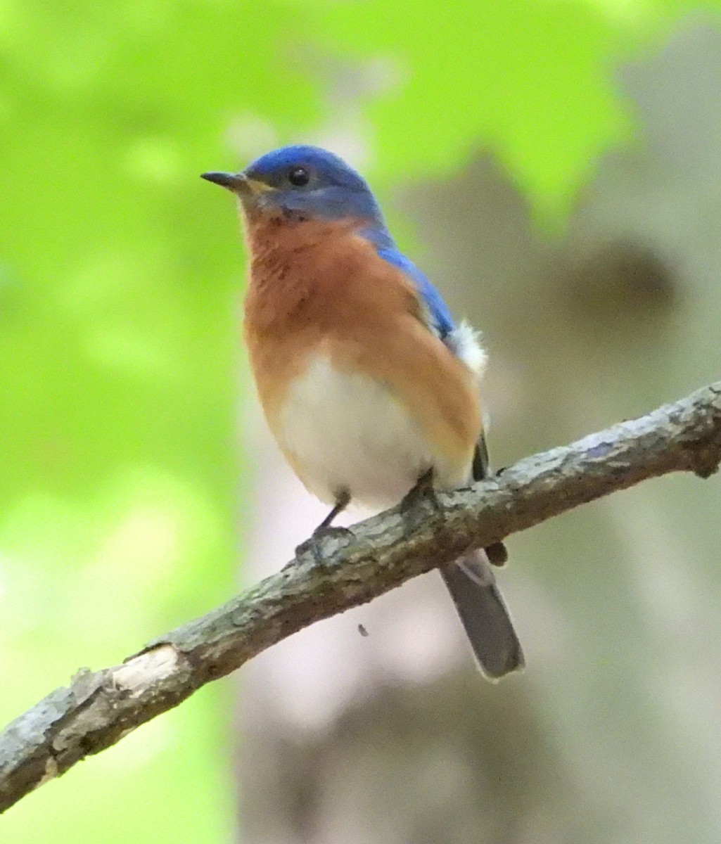 Eastern Bluebird - ML458599351