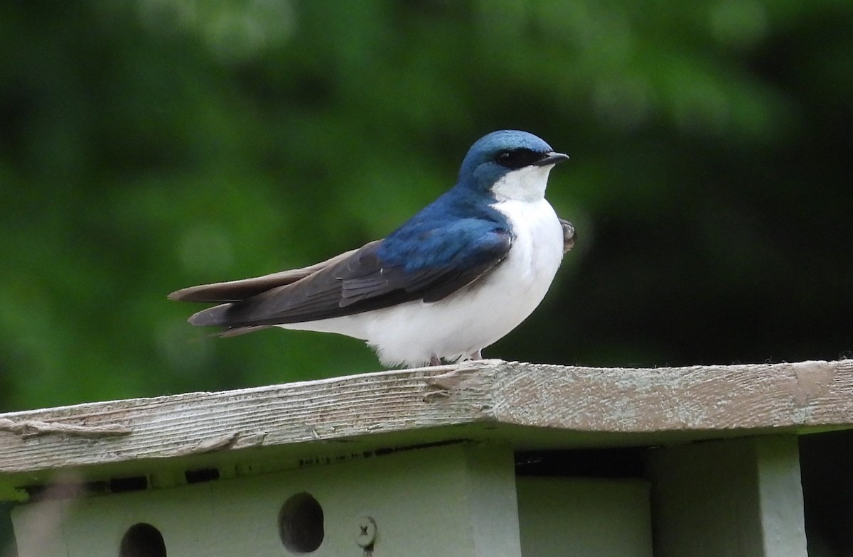 Tree Swallow - ML458599441