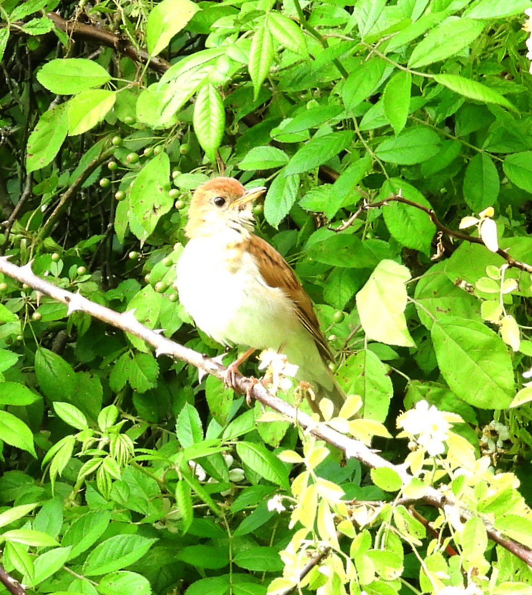 Veery - ML458599601