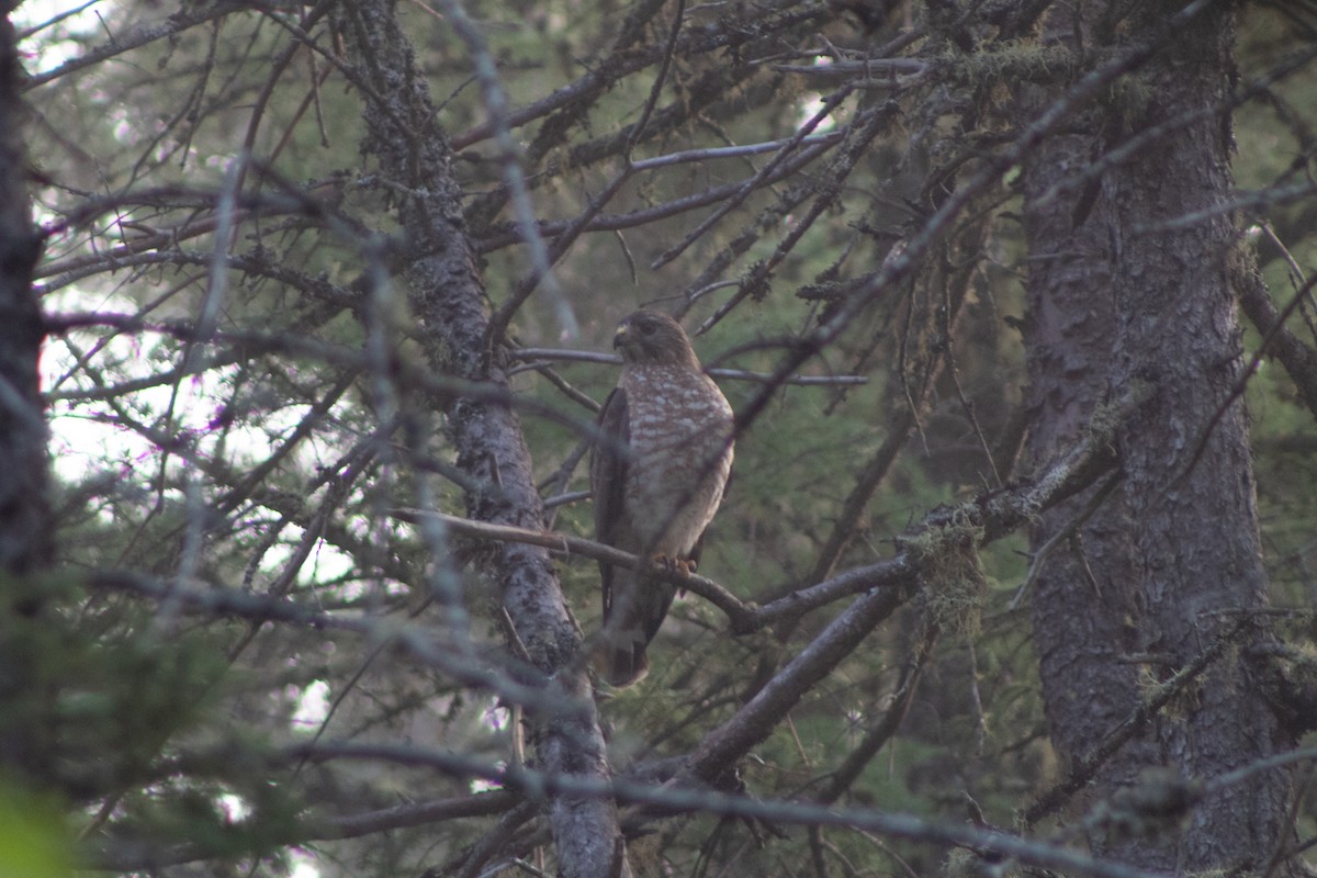 Broad-winged Hawk - ML458601081