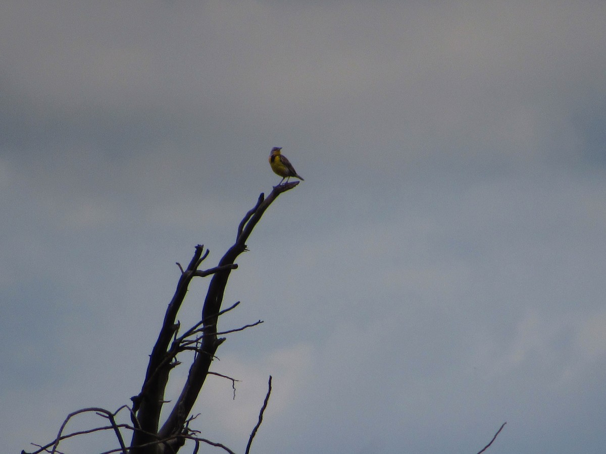 Western Meadowlark - ML458601671