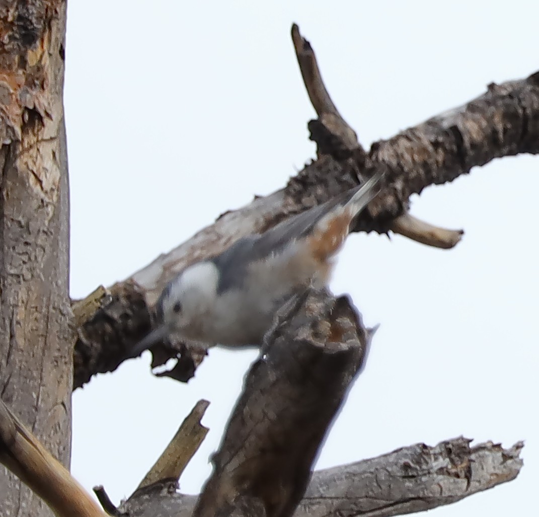 White-breasted Nuthatch - ML458602381