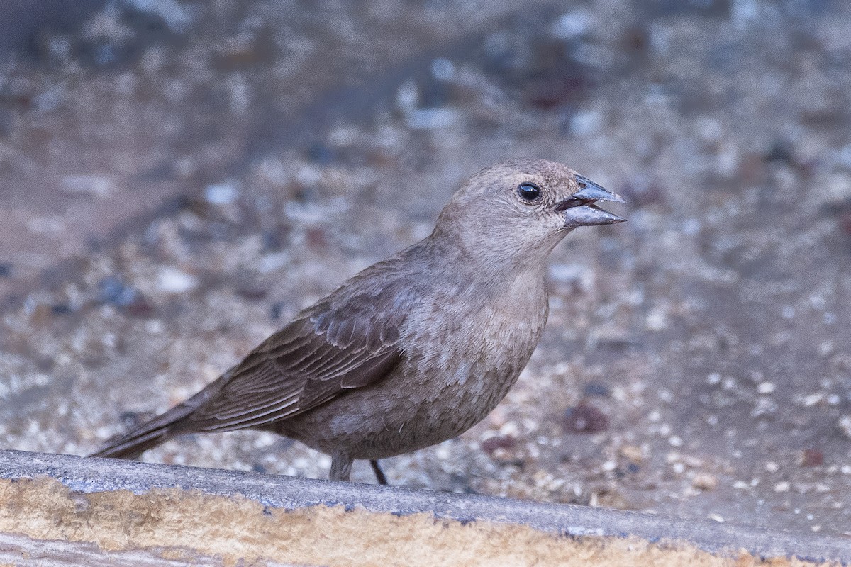 Brown-headed Cowbird - ML458602771