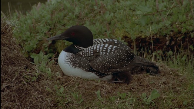 Common Loon - ML458603