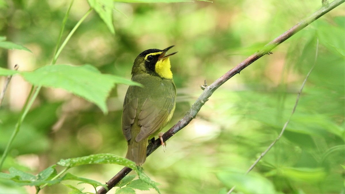 Kentucky Warbler - ML458603651