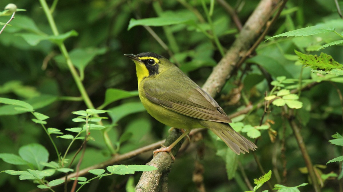Kentucky Warbler - ML458603661