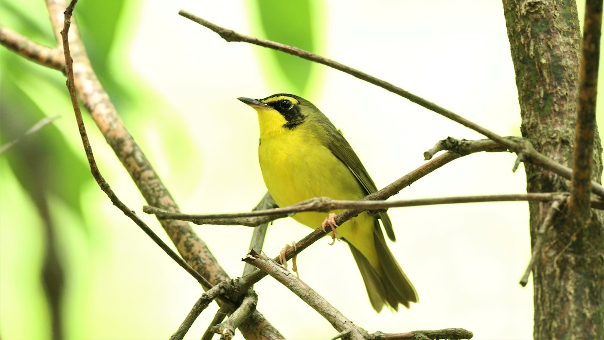 Kentucky Warbler - ML458603671