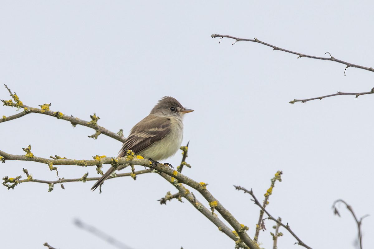 Willow Flycatcher - Kalpesh Krishna