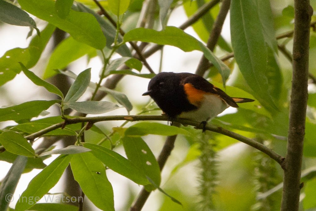 American Redstart - ML458603981