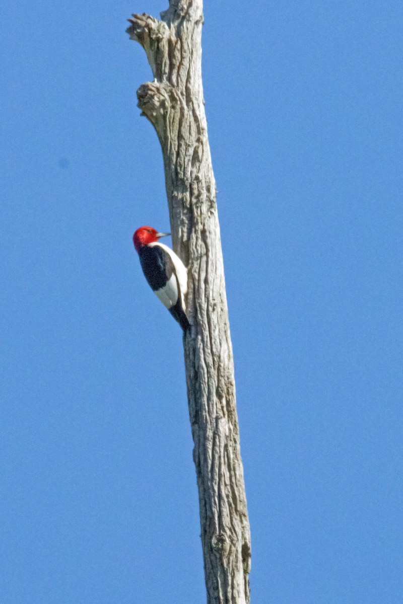 Red-headed Woodpecker - ML458604751