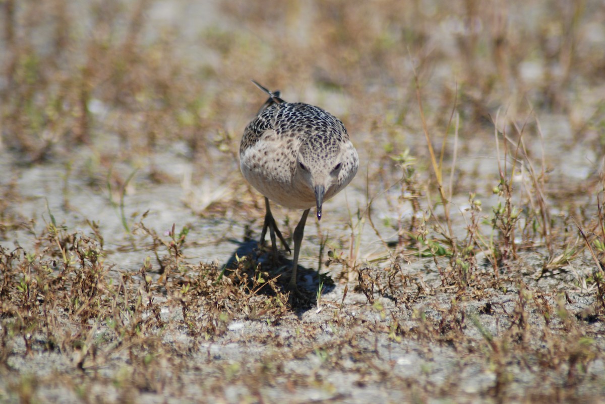 Buff-breasted Sandpiper - ML45860651