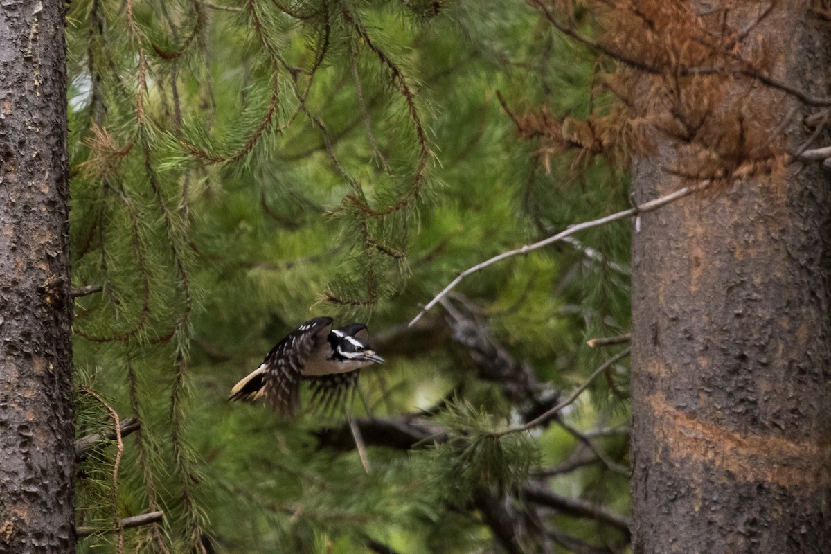 Hairy Woodpecker - ML458606791