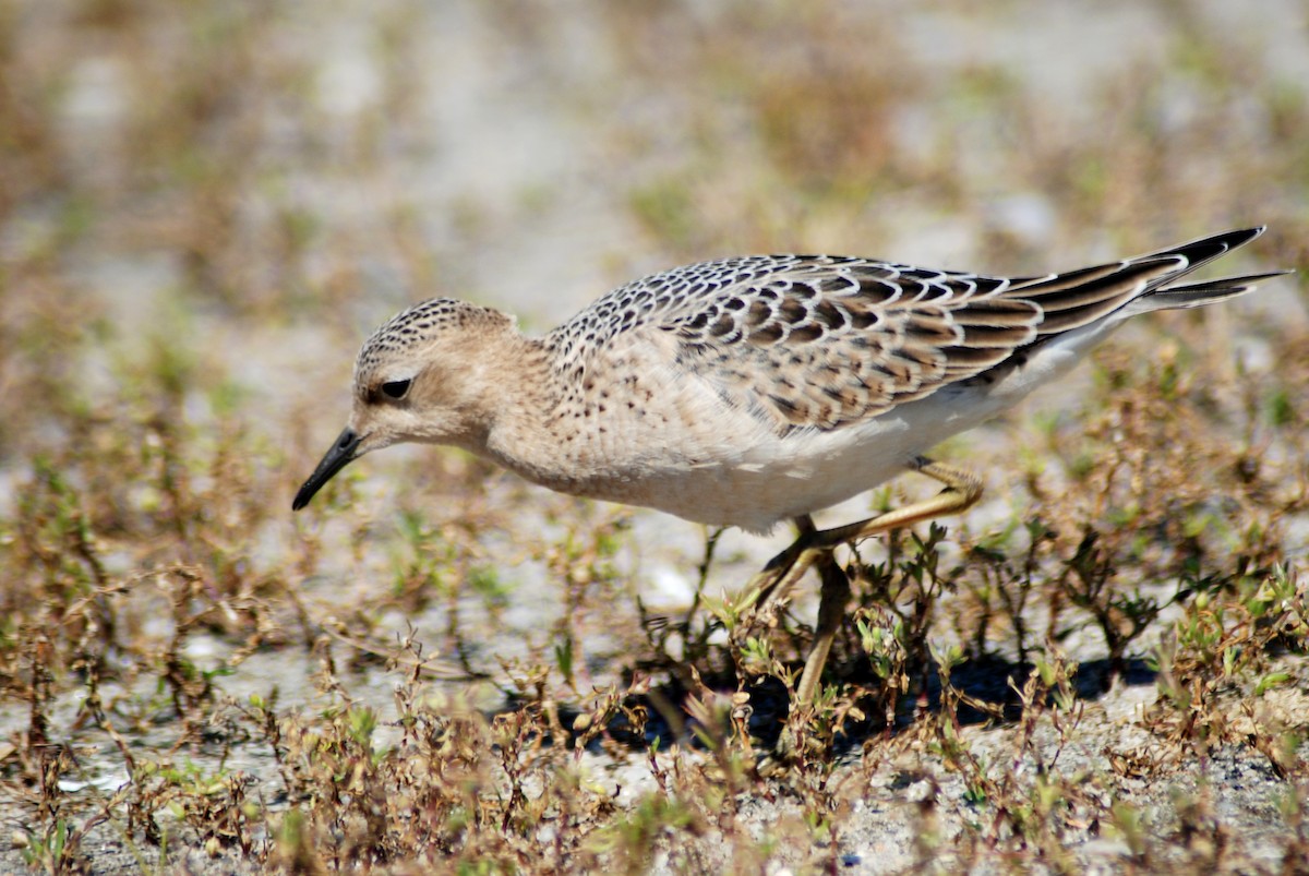 Buff-breasted Sandpiper - ML45860681