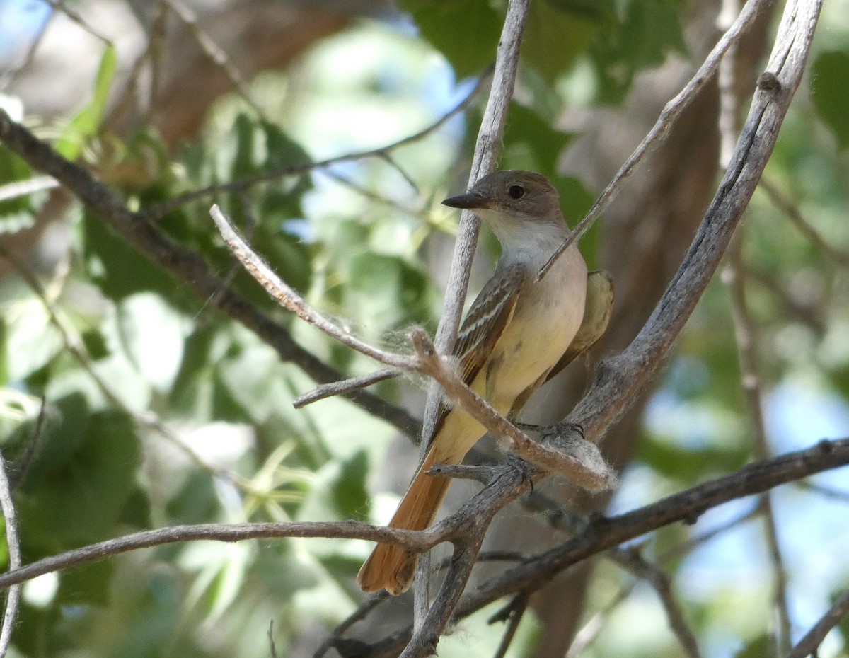 Ash-throated Flycatcher - ML458607881