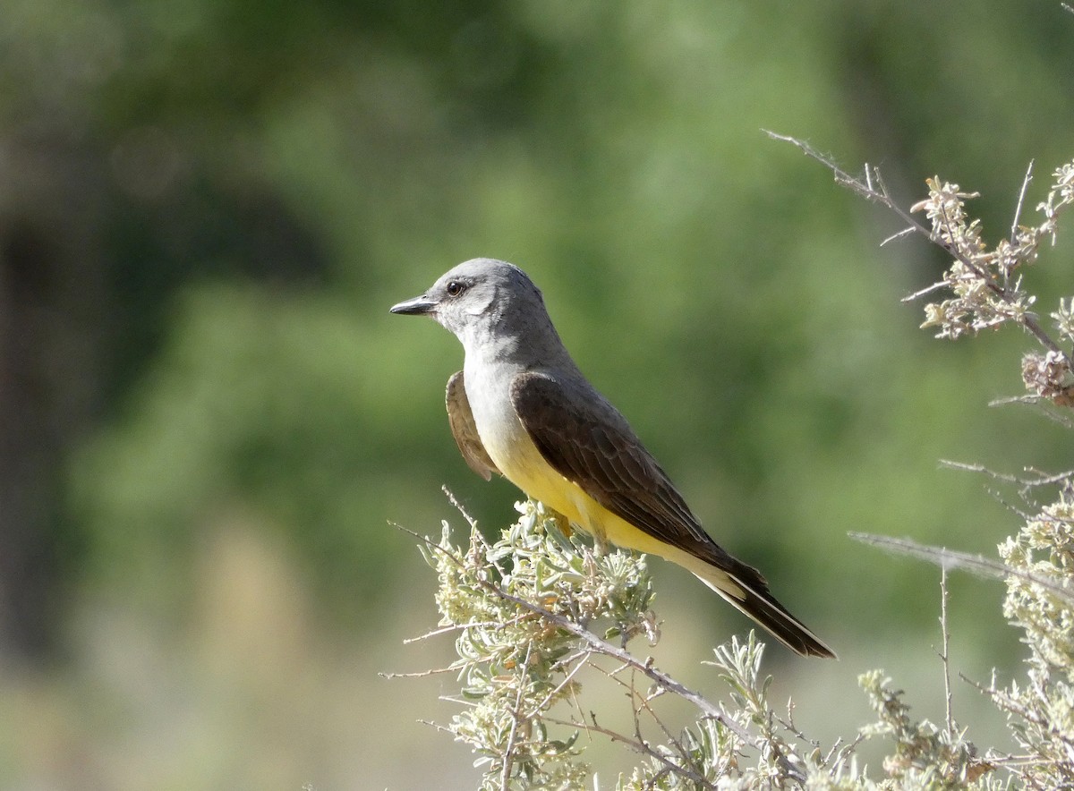 Western Kingbird - ML458607921