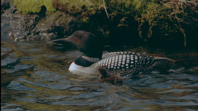 Common Loon - ML458609