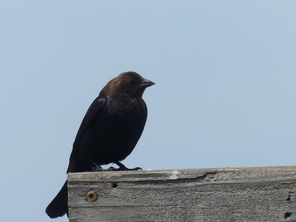 Brown-headed Cowbird - ML458609021